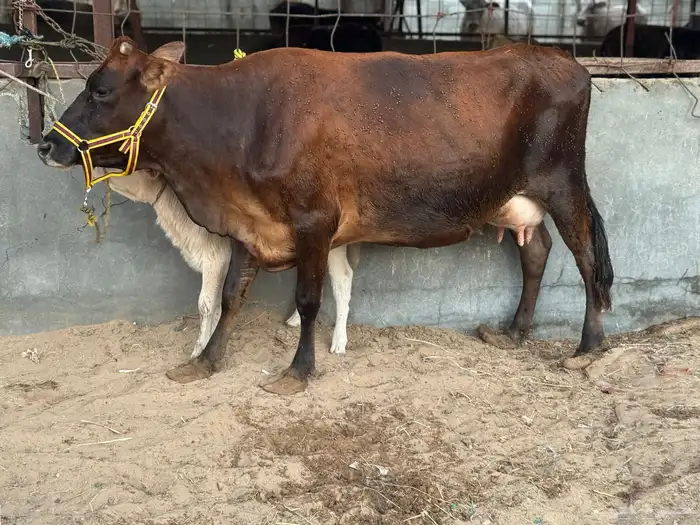 بقره جيرسية طيبة 3