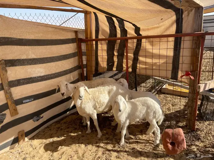 رغايث حريات 3