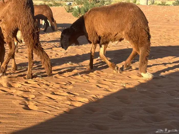 سواكن مرابي عمر 4 شهور 27