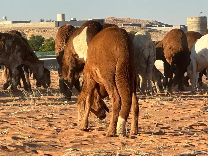 سواكن مرآبي تنصفط كلهن جذعان 16