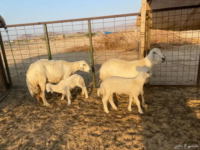 ضان خلفات 14