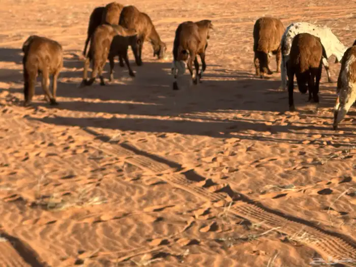 سواكن مرابي عمر 4 شهور 48