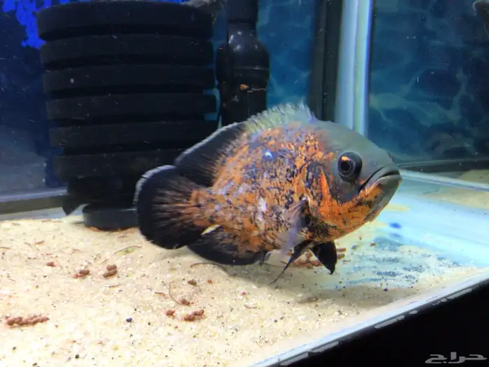 اوسكار للبيع 2