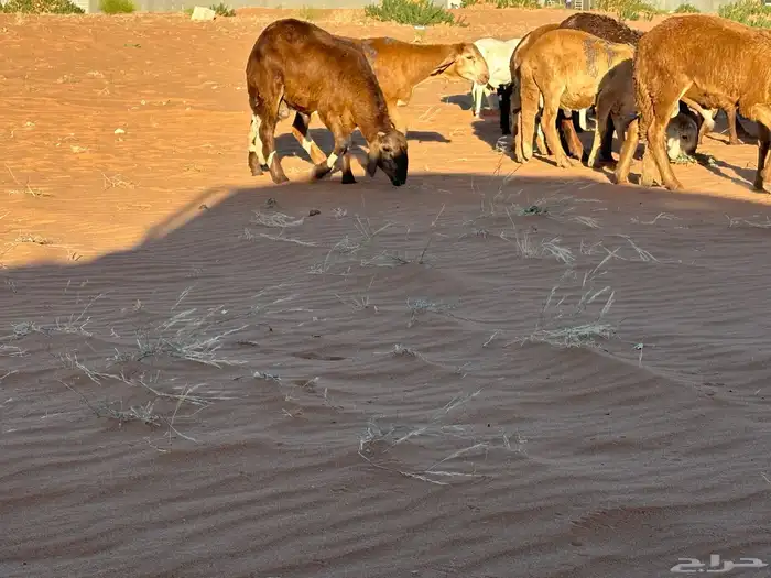 سواكن مرآبي تنصفط كلهن جذعان 67