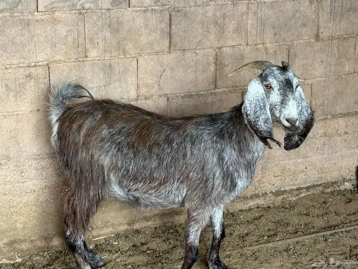 عنز مشروكه 3