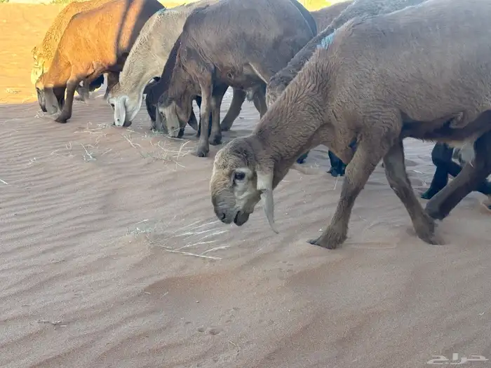 سواكن مرابي عمر 4 شهور 33