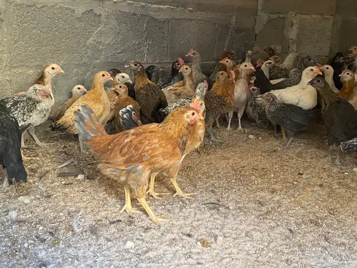 دجاج للبيع العدد 2000 وفقاسات عدد 2 1