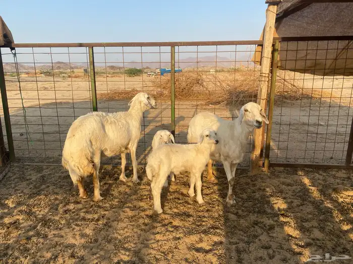 ضان خلفات 10