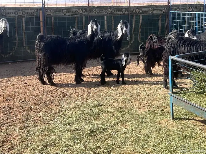 مراح معزا عوارض مواليد العدد8 معها8 2