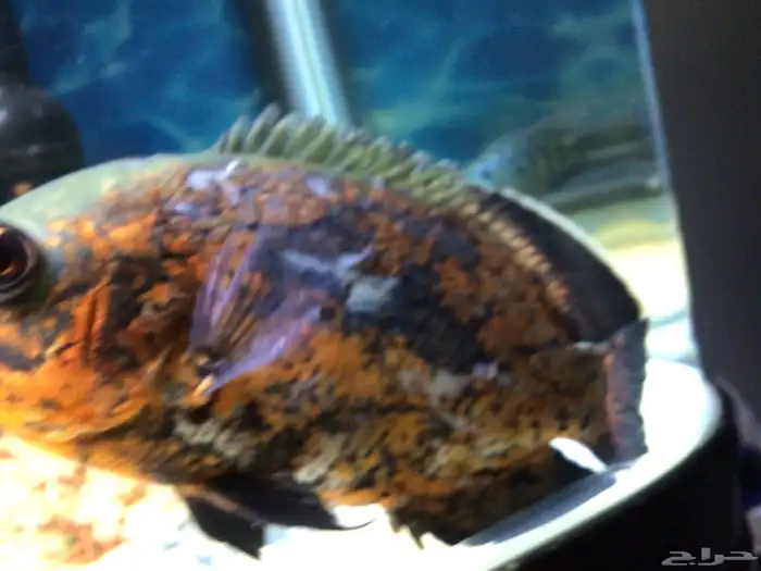 اوسكار للبيع 1