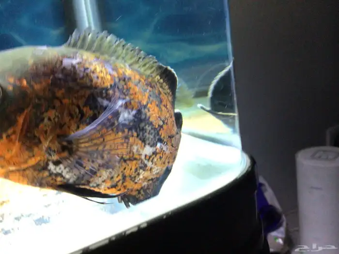 اوسكار للبيع 0