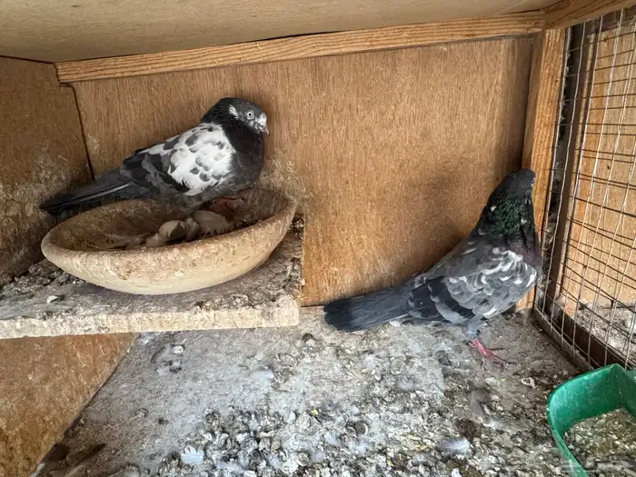 جوزين تيدي شينا 0