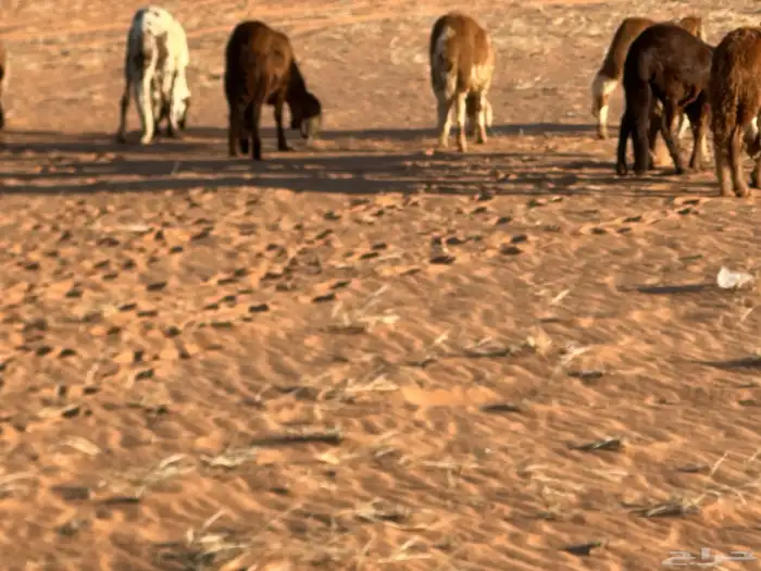 سواكن مرابي عمر 4 شهور 39