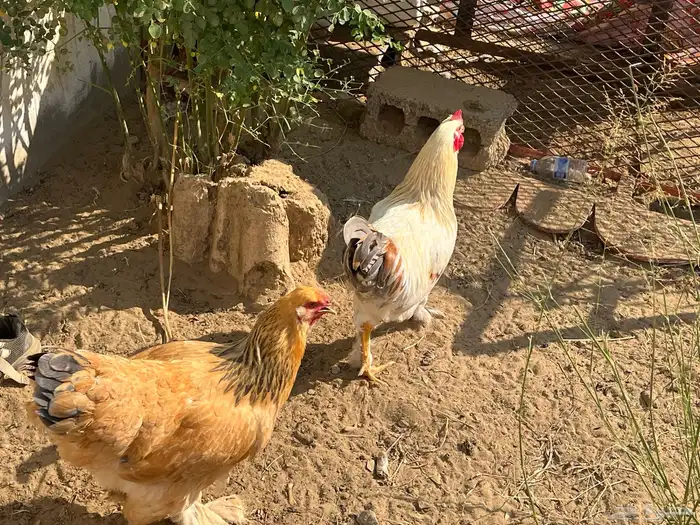 دجاج للبيع ديك ودجاجه براهما حجم ماشاءالله صحه ماشاءالله 2