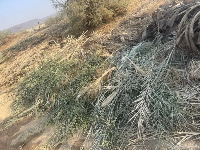 سعف صريف وجريد نخل للبيع 2