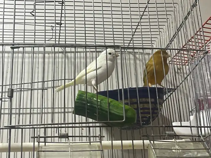 كناري سوري اناثي جاهزات حجم ونظافة يبون الذكر 1