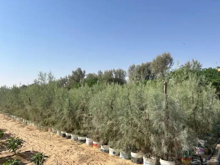 للبيع اثل احجام طيبه مراكن كبيره 3