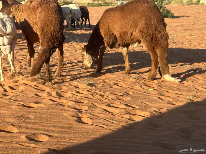 سواكن مرابي عمر 4 شهور 28