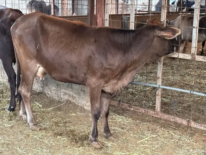 بقرتين طيبات بالحيل ابكيار 9