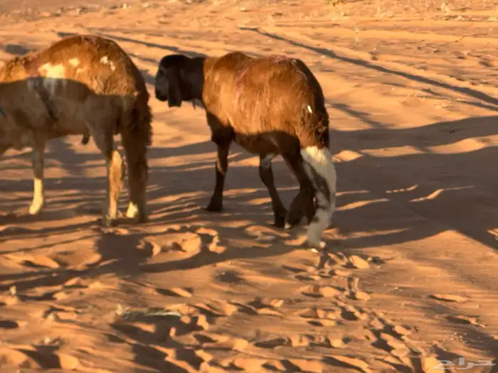 سواكن مرآبي تنصفط كلهن جذعان 77