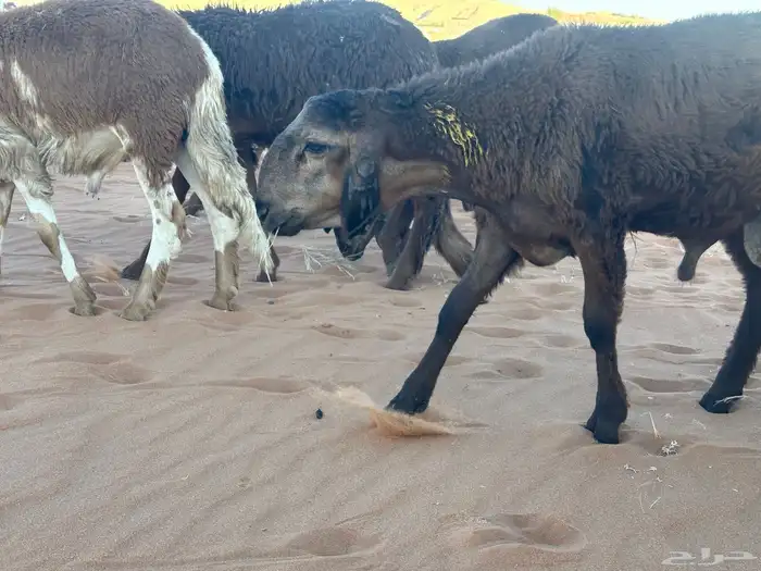 سواكن مرابي عمر 4 شهور 35