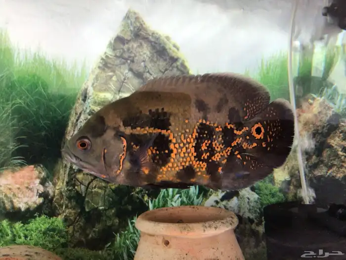 اوسكار للبيع 6