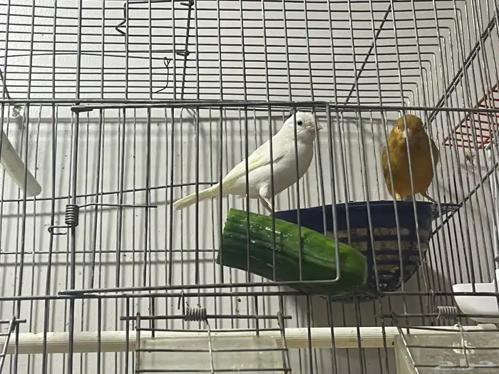 كناري سوري اناثي جاهزات حجم ونظافة يبون الذكر 2