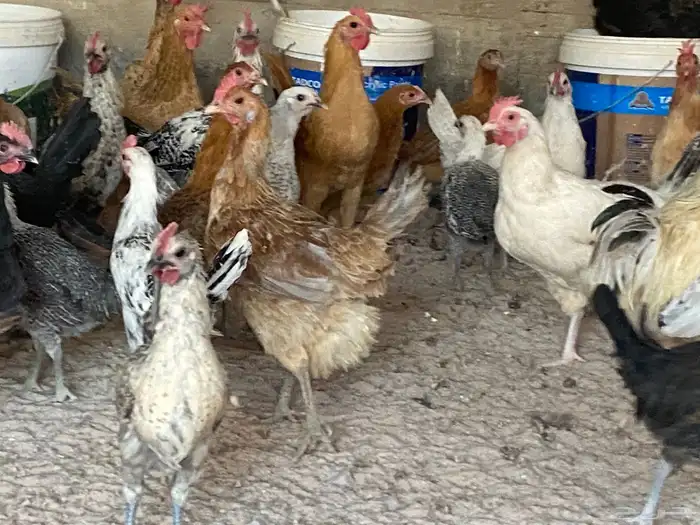 دجاج للبيع العدد 2000 وفقاسات عدد 2 23