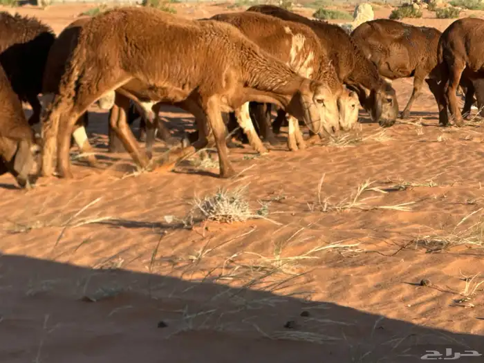 سواكن مرابي عمر 4 شهور 52