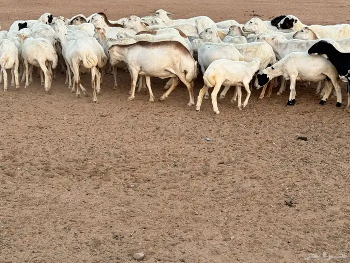 ضان رفيديات خصم مواليد ودفيع 0