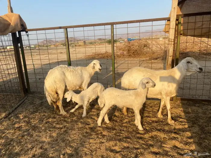 ضان خلفات 13