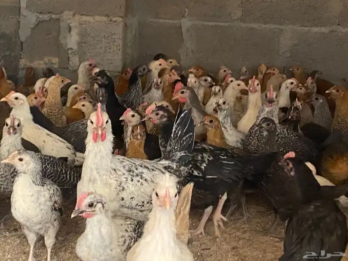 دجاج للبيع العدد 2000 وفقاسات عدد 2 4