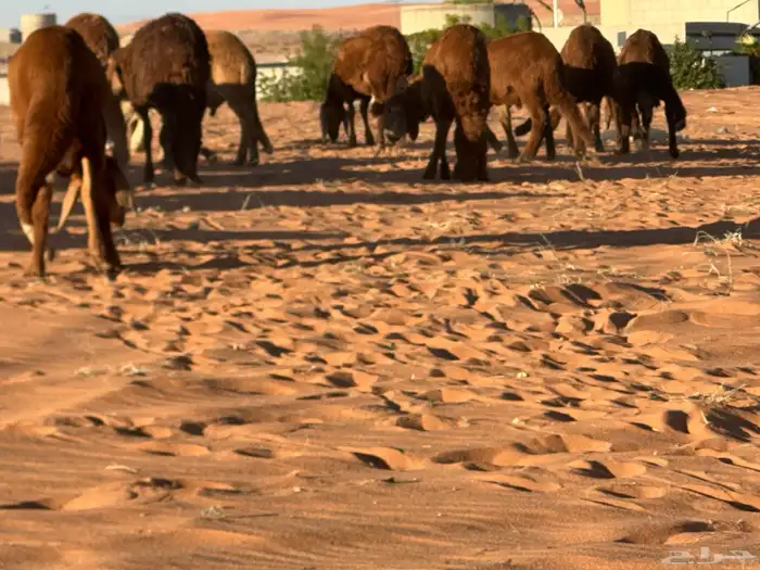 سواكن مرابي عمر 4 شهور 23