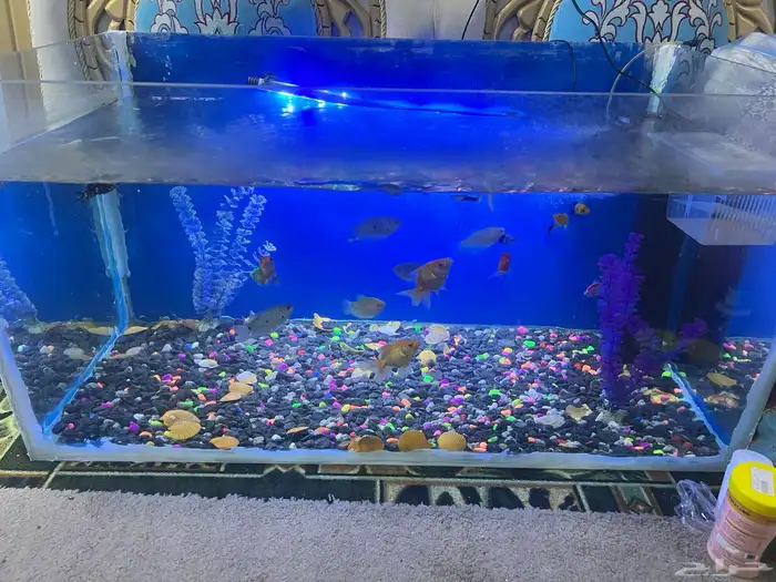 حوض اسماك جميع اغراضه موجوده 0