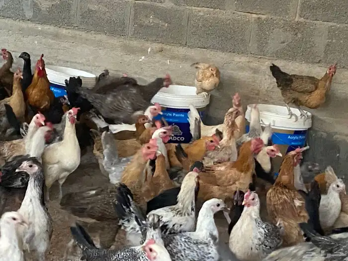 دجاج للبيع العدد 2000 وفقاسات عدد 2 19