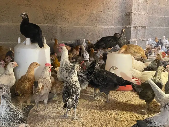 دجاج للبيع العدد 2000 وفقاسات عدد 2 2