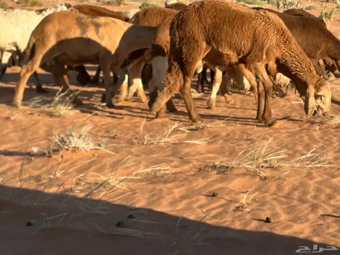 سواكن مرابي عمر 4 شهور 51