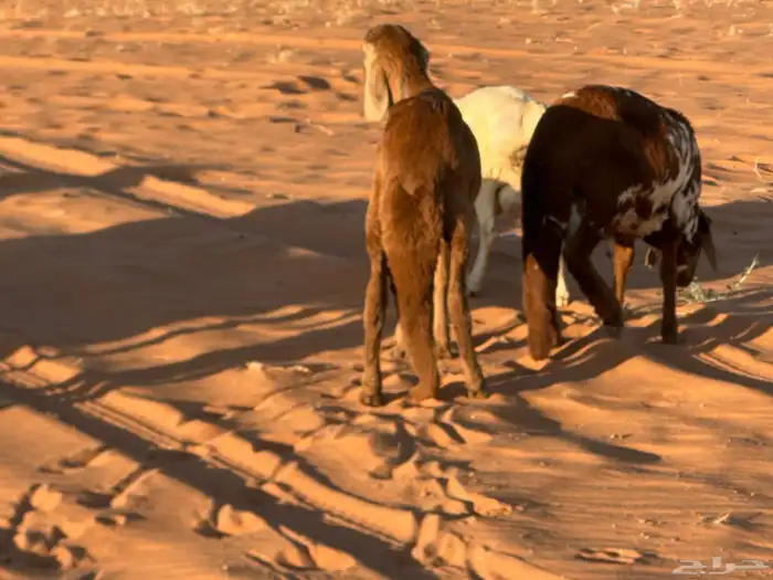 سواكن مرآبي تنصفط كلهن جذعان 78