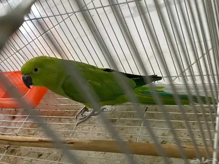 انثى درة جاهزة للانتاج 0