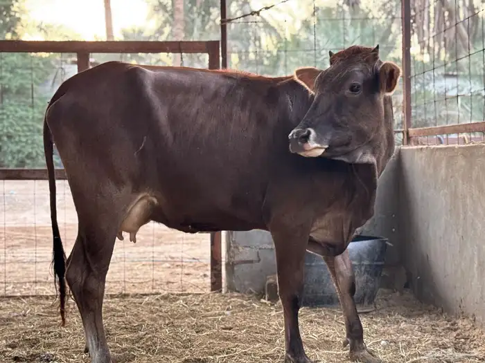 بقرتين طيبات بالحيل ابكيار 2