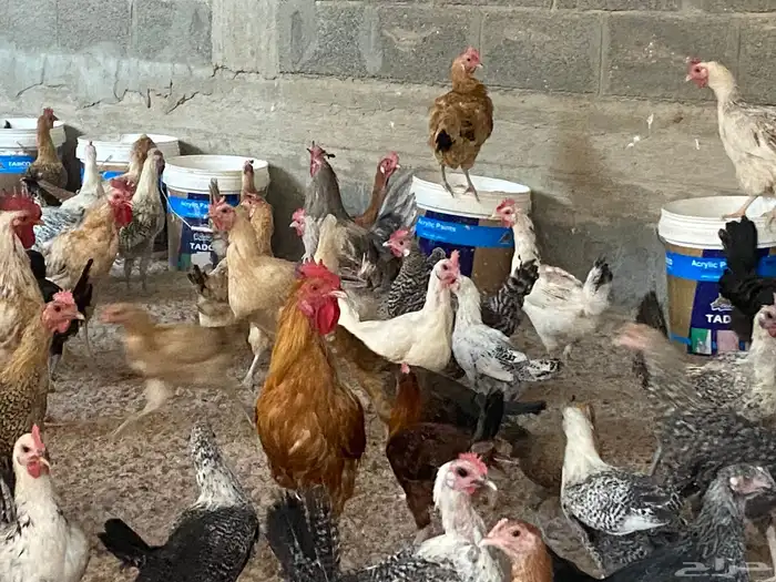 دجاج للبيع العدد 2000 وفقاسات عدد 2 26