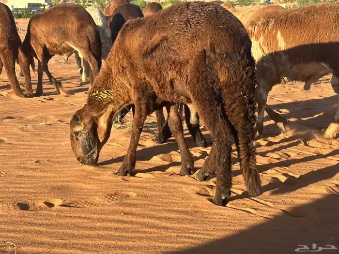 سواكن مرابي عمر 4 شهور 32