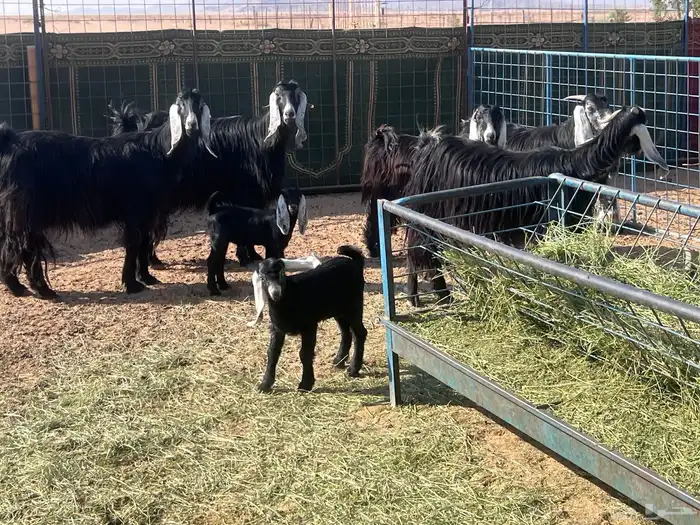 مراح معزا عوارض مواليد العدد8 معها8 1