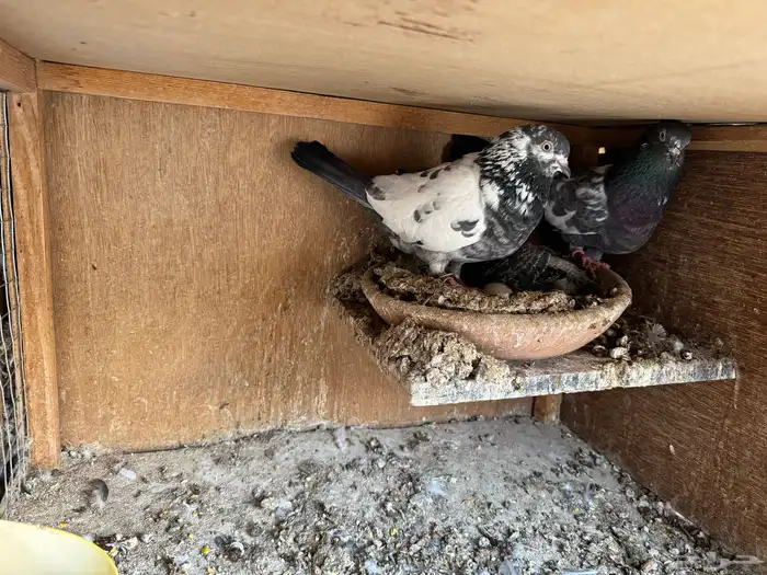 جوزين تيدي شينا 8