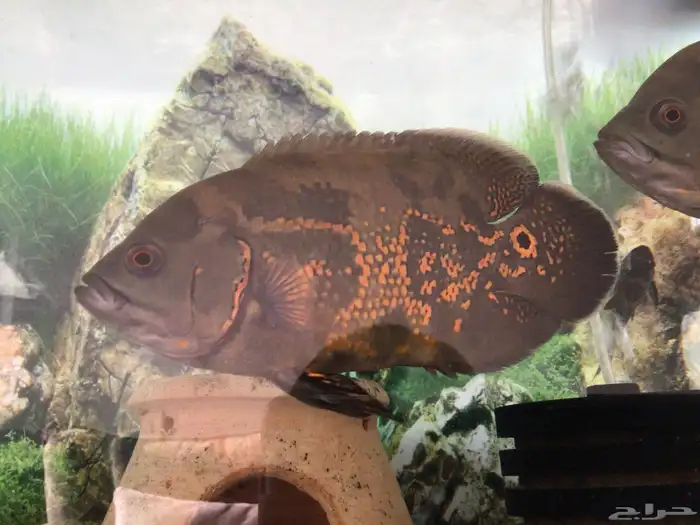 اوسكار للبيع 9