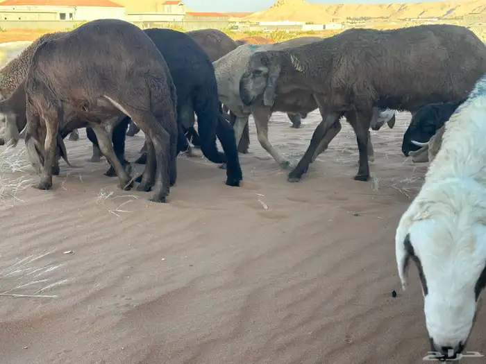 سواكن مرآبي تنصفط كلهن جذعان 34