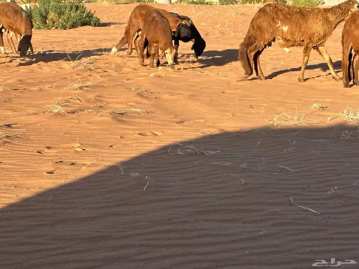 سواكن مرآبي تنصفط كلهن جذعان 63