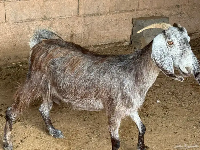 عنز مشروكه 1