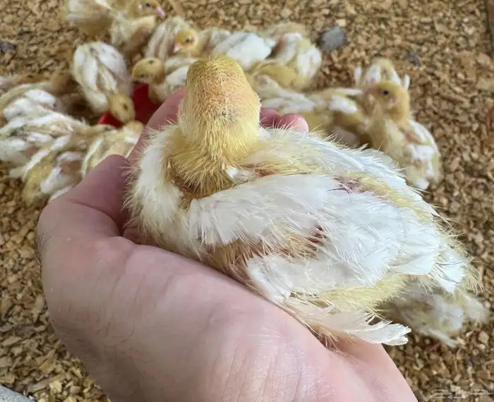 صوص سمان تكساس اللاحم 0