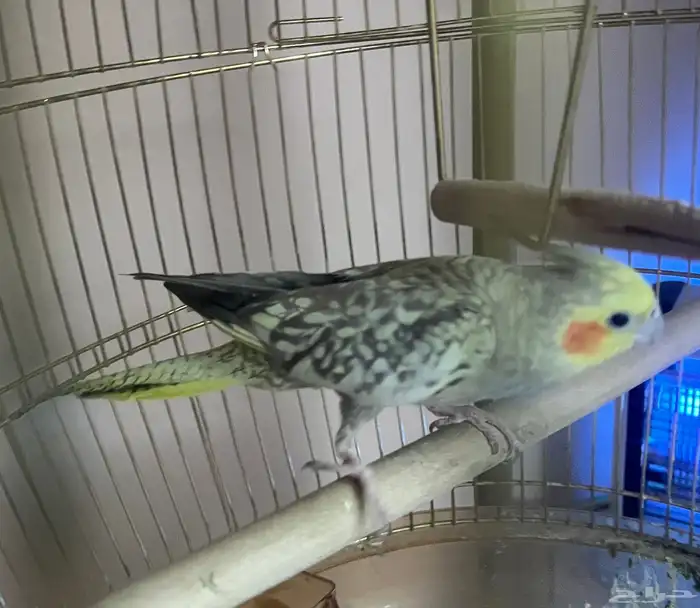 كروان اليف 2